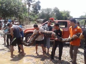 Ular Piton Sepanjang 6 Meter Ditangkap Tim BPBD Sijunjung